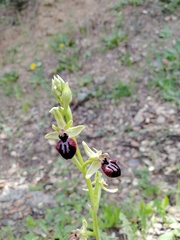 Ophrys sphegodes atrata