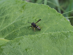 Gymnomerus laevipes