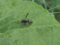 Gymnomerus laevipes
