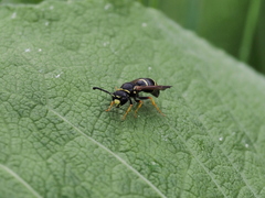 Gymnomerus laevipes