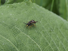 Gymnomerus laevipes