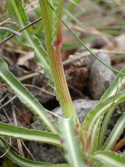 Pseudopodospermum strictum