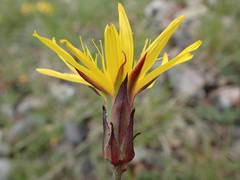 Pseudopodospermum strictum
