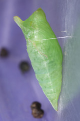 Graphium agamemnon