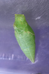 Graphium agamemnon