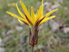 Pseudopodospermum strictum