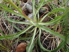 Pseudopodospermum strictum