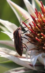 Spilostethus taeniatus