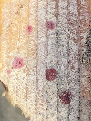 Homotrema rubrum