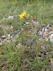 Pseudopodospermum strictum