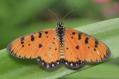 Acraea terpsicore
