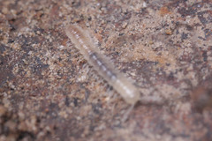 Diplopoda