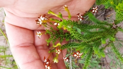 Jamesbrittenia albomarginata