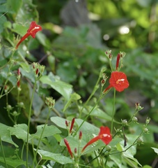 Ipomoea hederifolia image