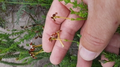 Jamesbrittenia albomarginata