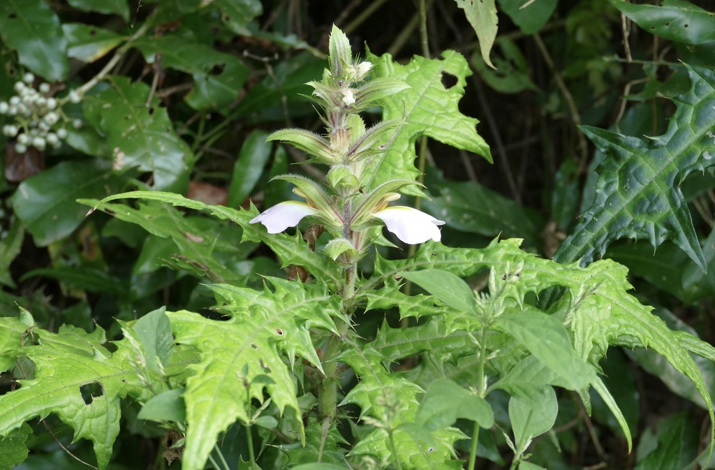 Acanthus guineensis
