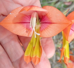 Gladiolus equitans