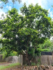 Chionanthus ramiflorus