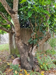 Chionanthus ramiflorus