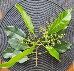 Chionanthus ramiflorus