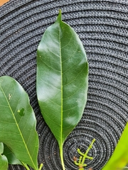 Chionanthus ramiflorus