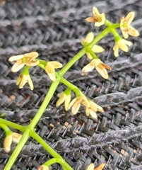 Chionanthus ramiflorus