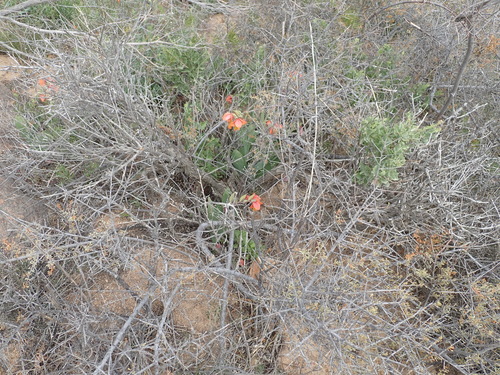 Image of Gladiolus equitans by no rights reserved