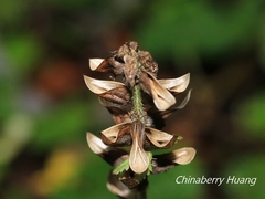 Pedicularis refracta transmorrisonensis
