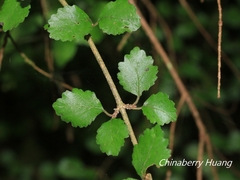 Viburnum parvifolium