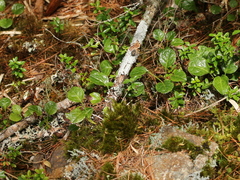 Pyrola morrisonensis