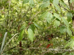 Prunus transarisanensis