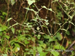 Smilax vaginata