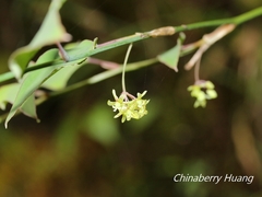 Smilax vaginata