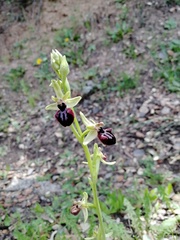 Ophrys sphegodes atrata