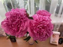 Paeonia lactiflora