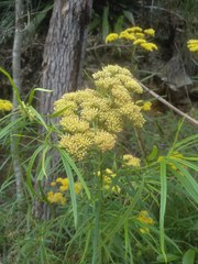 Cassinia aureonitens