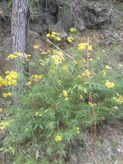 Cassinia aureonitens