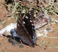 Charaxes guderiana guderiana