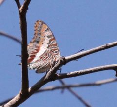 Charaxes saturnus saturnus