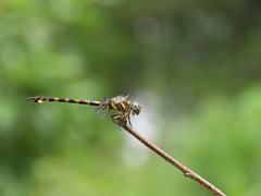 Paragomphus reinwardtii