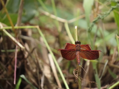 Neurothemis terminata