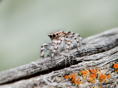 Pseudomogrus dalaensis