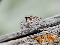 Pseudomogrus dalaensis