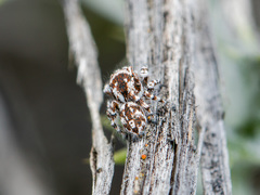 Pseudomogrus dalaensis