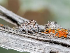 Pseudomogrus dalaensis