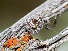 Pseudomogrus dalaensis