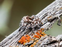 Pseudomogrus dalaensis