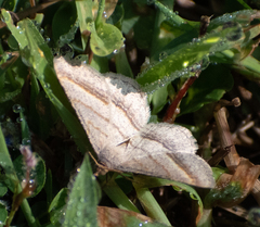 Isturgia arenacearia