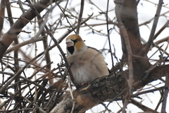 Coccothraustes coccothraustes
