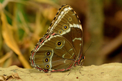 Morpho helenor